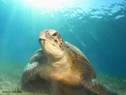 Green turtle @ Naama bay by Adolfo Maciocco 